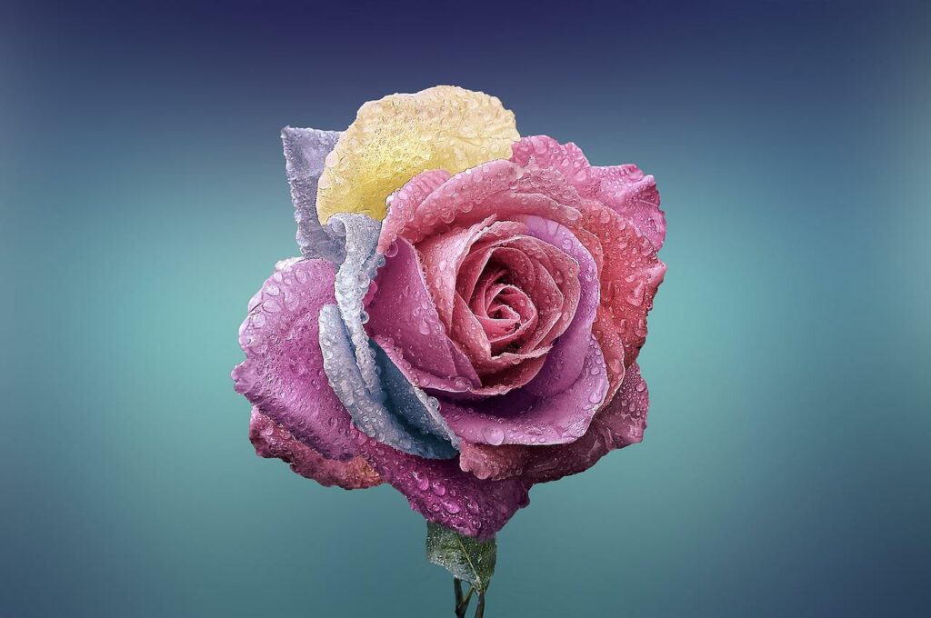 Rose in besonders schöner Farbe Dubai Wundergarten Das im Miracle Garden nicht verpassen