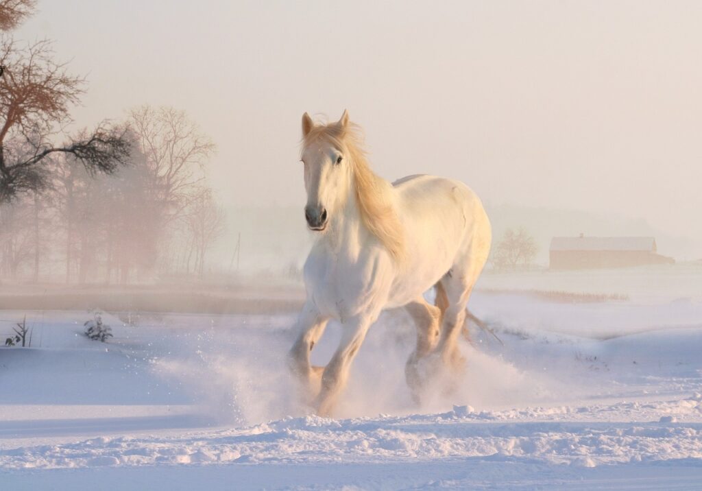 Pferd im Winter Schimmel schneeweiß Welche Reitstiefel im Winter